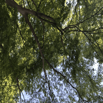 Insideのジャケット写真