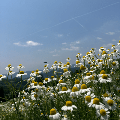 A guiding presence Front Cover