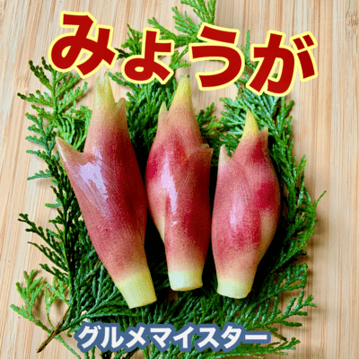 Zingiber mioga Front Cover