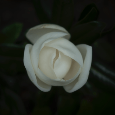 kimiwa ima Front Cover