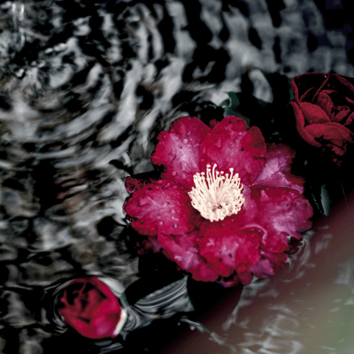 Eyes Front Cover