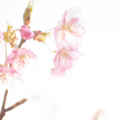 果てない約束のジャケット写真