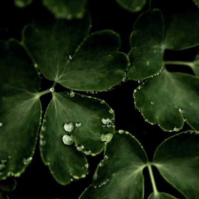 hanakaze Front Cover