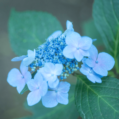 涙の出来事のジャケット写真