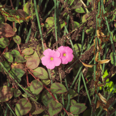 慣れのジャケット写真