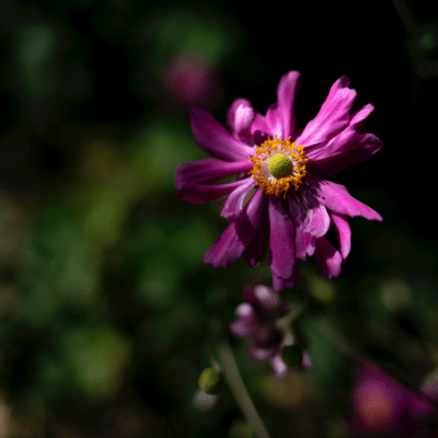 tsukitotaiyou Front Cover