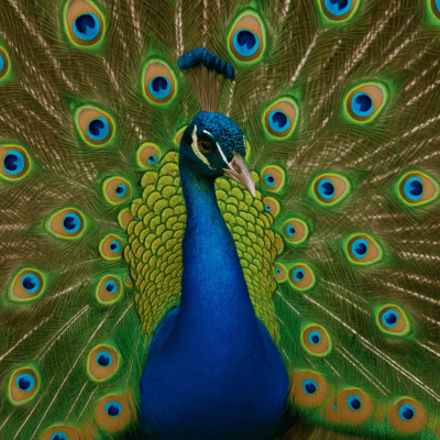 Dil Ki Udaan Front Cover