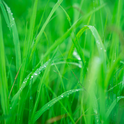 natsukusa Front Cover