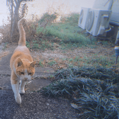 suteki janaika!のジャケット写真