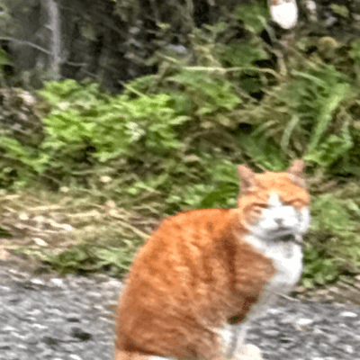 kamisamaのジャケット写真