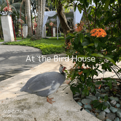 At the Bird House Front Cover