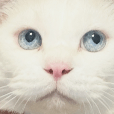 Shakai no Neko Front Cover