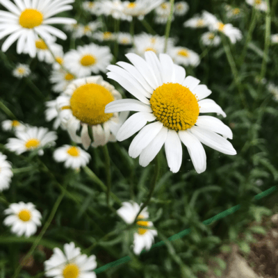 I wish I could grow wings Front Cover