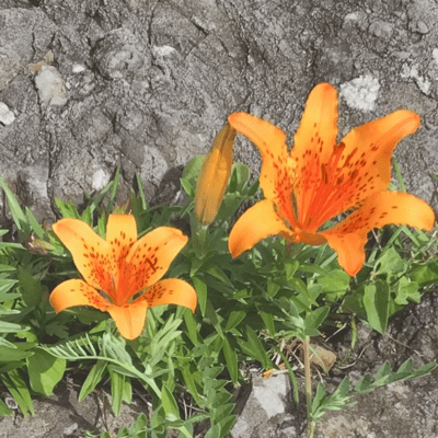 In My Golden Age Front Cover