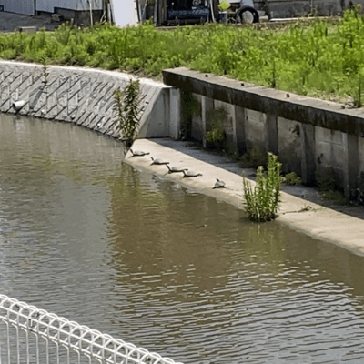 Fish on land Front Cover