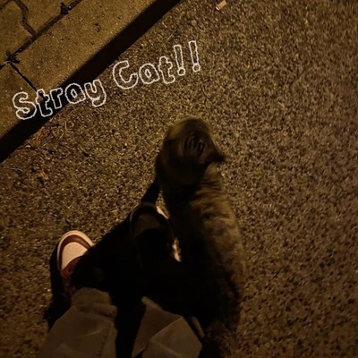 Stray Cat!! Front Cover