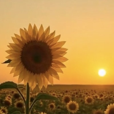 Many Blooms, Sunflower Hearts Front Cover