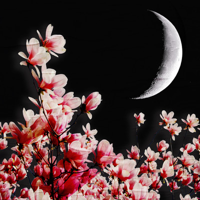 CHERRY BLOSSOM Front Cover