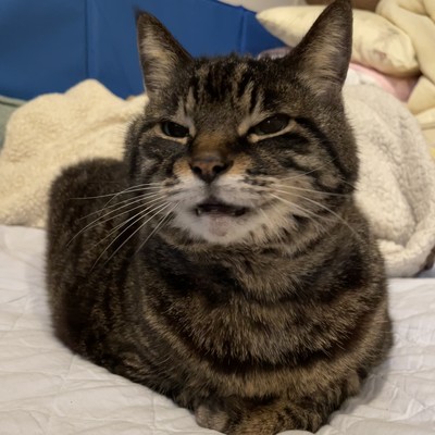 ラッキー玉手箱のジャケット写真