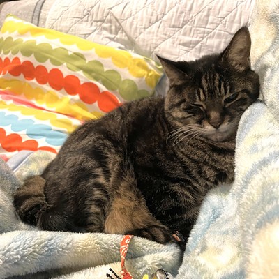 Shrimp With Chili Sauce Pokopon Front Cover