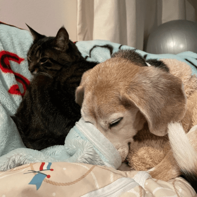 他人のジャケット写真