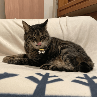 本物のご馳走 (JAGA RECORDS mix)のジャケット写真