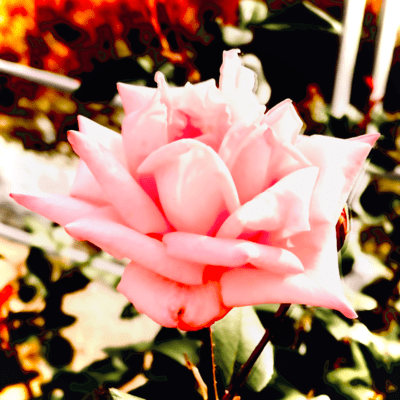 Dear You Front Cover