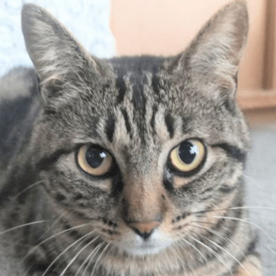 sukasong Front Cover