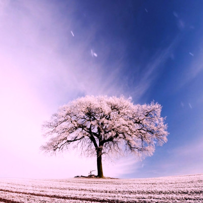 紫桜の妖、千夜の夢の主のジャケット写真