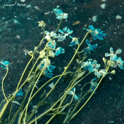 ラフィン・パレードのジャケット写真