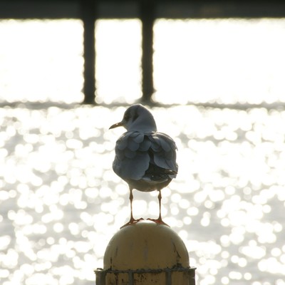 a long walk Front Cover