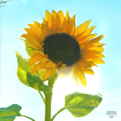 Himawari Front Cover