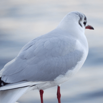 The Dazzling of Headlights Front Cover