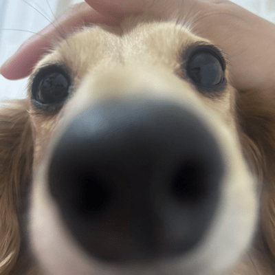 3%のジャケット写真