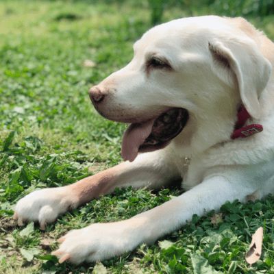 イノチノヒカリのジャケット写真