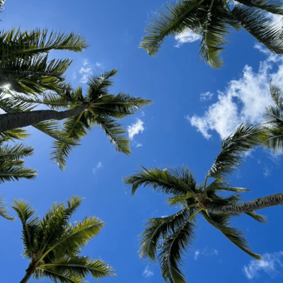 skyのジャケット写真