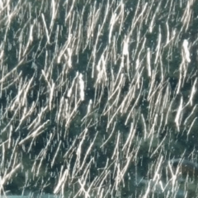 レンズ (feat. Synthesizer V AI Mai)のジャケット写真