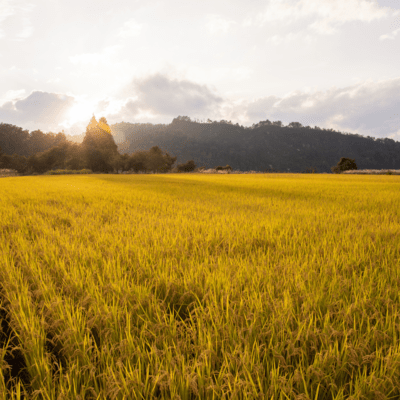 Those Summer Days (feat. GUMI) Front Cover