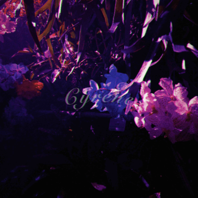 Silene Front Cover
