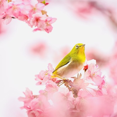Spring Garden Front Cover