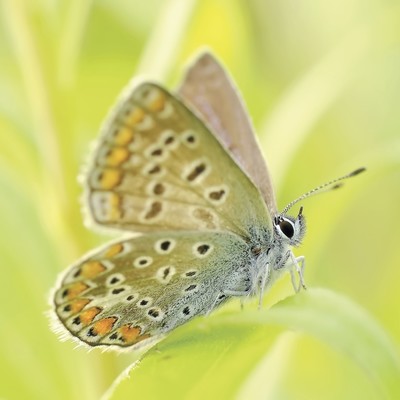 Spring Pieces Front Cover