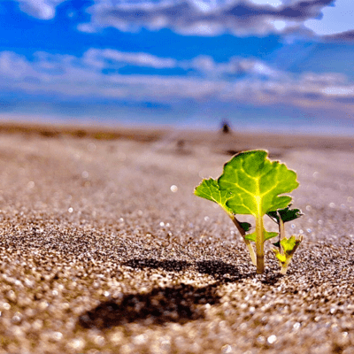 一等星のジャケット写真