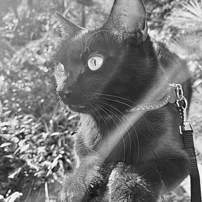 song and piano 5 Front Cover