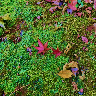 大丈夫のジャケット写真