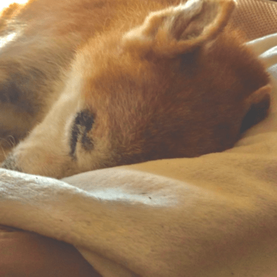 Good night Front Cover