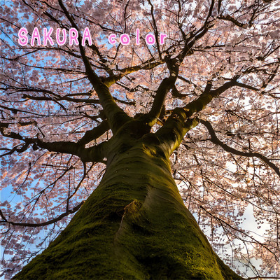 SAKURA colorのジャケット写真