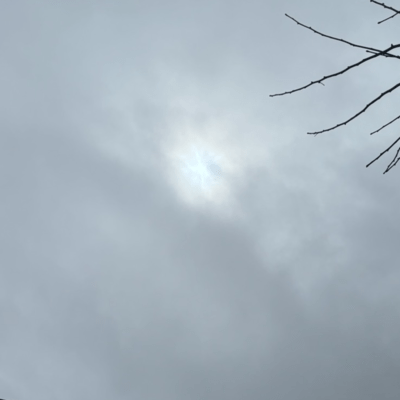 White glare Front Cover