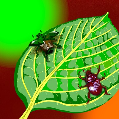 別の色のジャケット写真