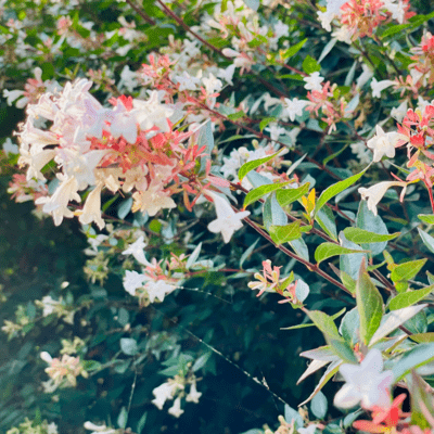 If I could meet you Front Cover