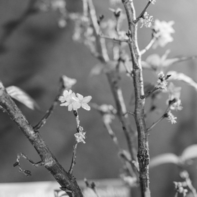 calm soul Front Cover